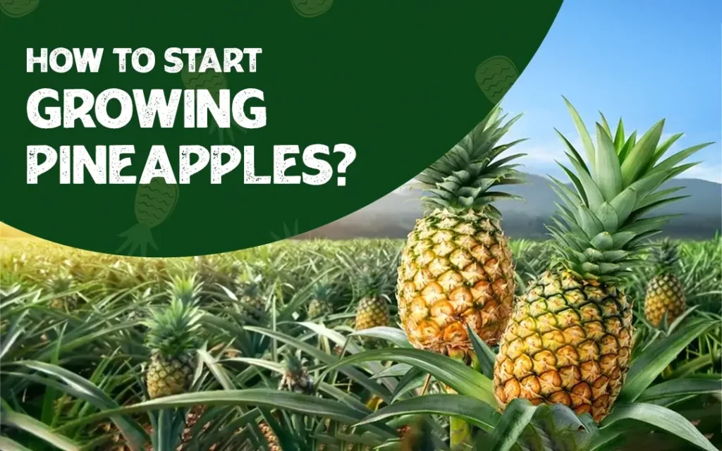 How To Start Growing Pineapples