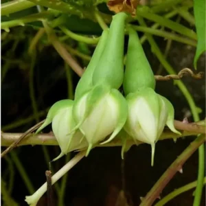 clove bean cultivation
