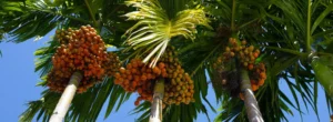 Buy High Quality Arecanut (Betel Nut) Plants