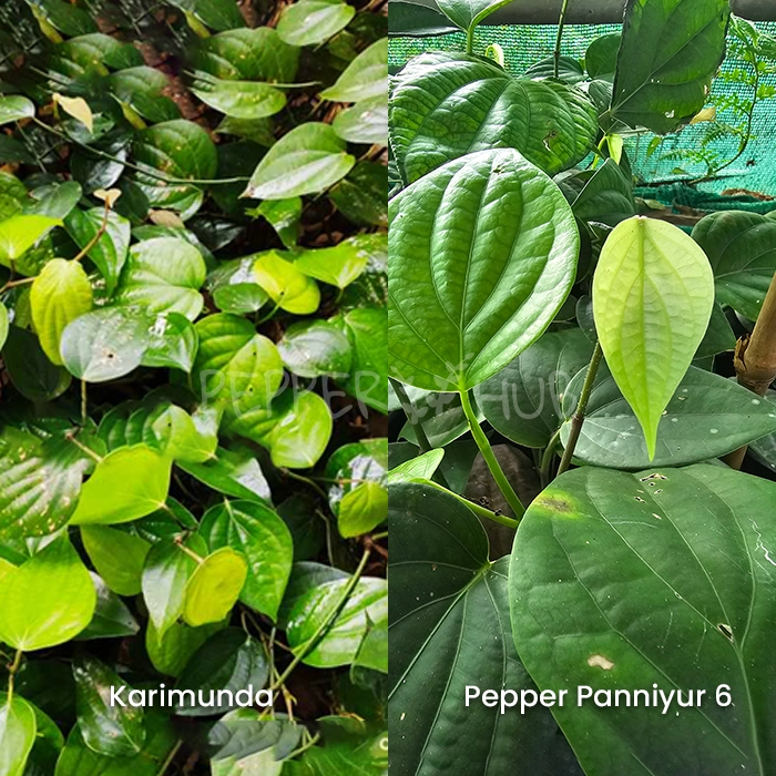 Karimunda + Panniyur 6 Plants (Pack of 5+5)