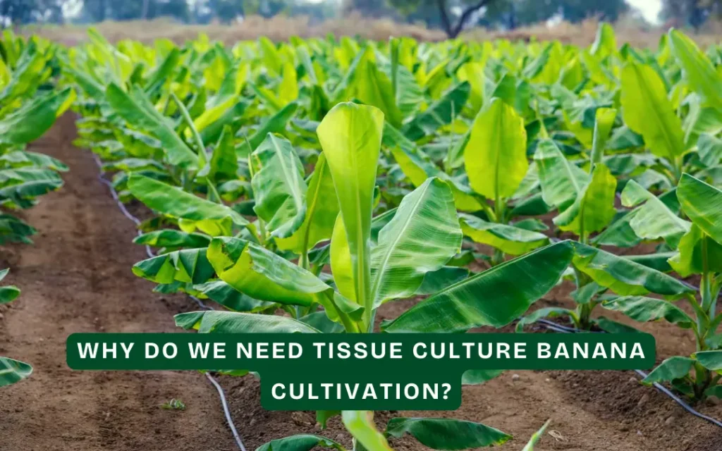 Advantages of tissue culture banana cultivation