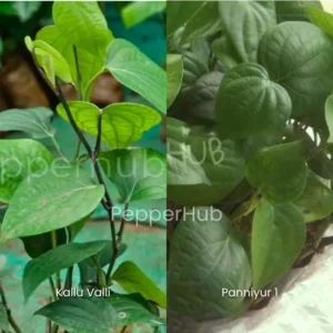 Panniyur 1 + Kallu Valli Pepper Plants (Pack of 5+5)