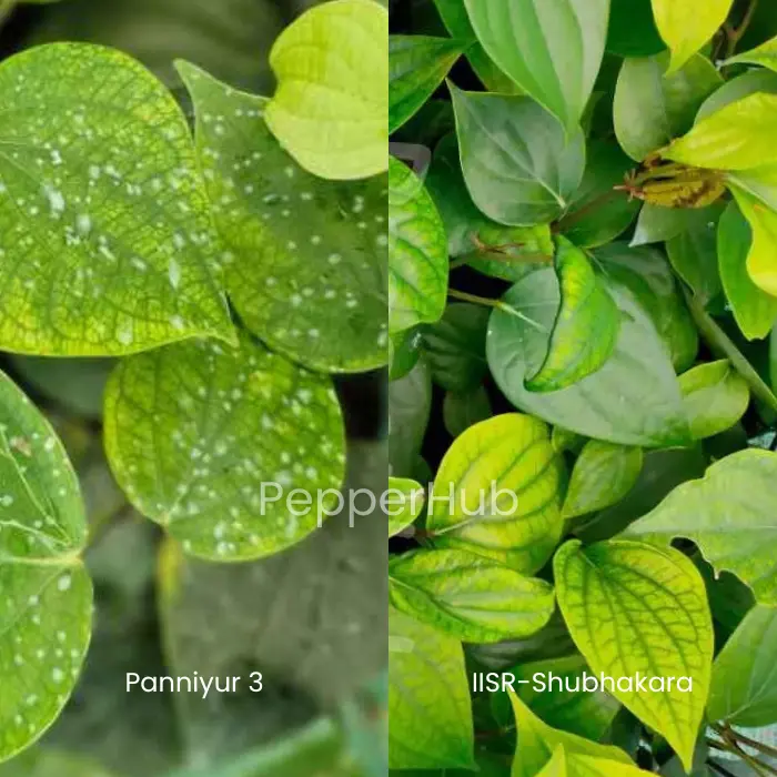 Panniyur 3 + IISR Shubhakara Plants (Pack of 5+5)