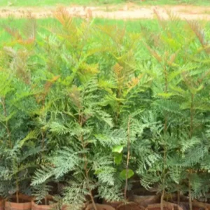 silver oak plants
