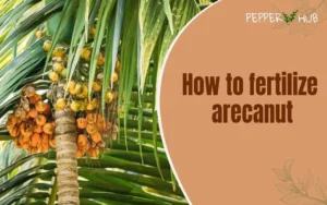 arecanutplants aftercare