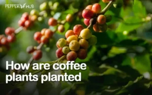 coffee plant varities