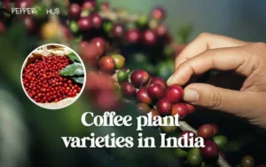 coffeplantvarities