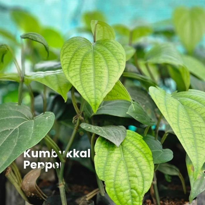 Kumbukkal Pepper plants (Pack of 10) - Image 2