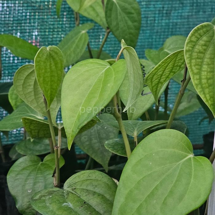 IISR-Malabar Excel Pepper Plants (Pack of 10)