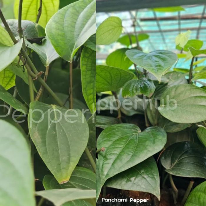 IISR Thevam+ IISR Sakthi Pepper Plants (Pack of 5+5) (Copy)