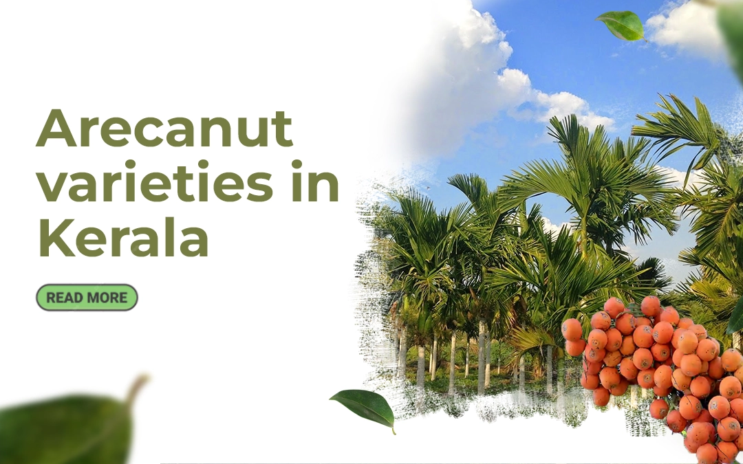 High Yielding Arecanut varieties in Kerala