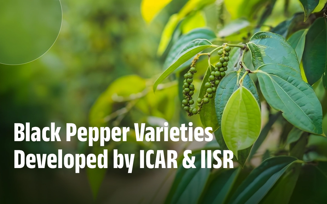 Most Common Black pepper varieties developed by IISR
