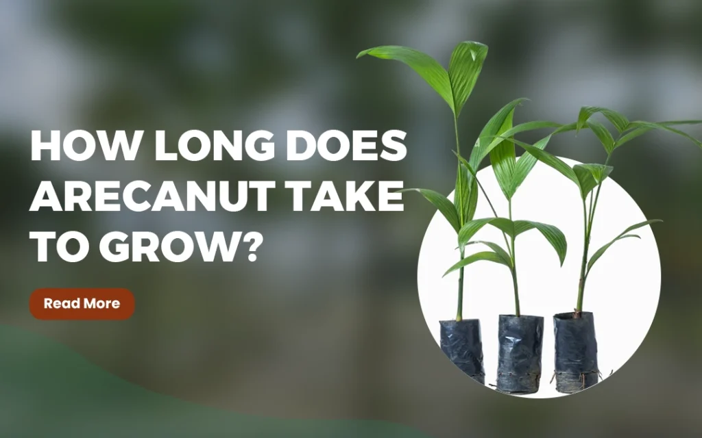 how long arecanut plants take to grow
