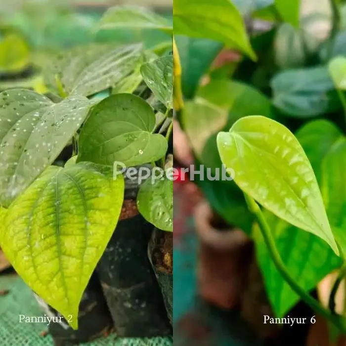 Panniyur 2 + Panniyur 6 Plants (Pack of 5+5) PepperHub