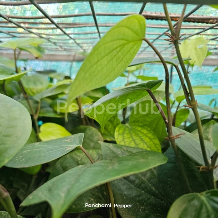 IISR Panchami Black Pepper (Pack of 10) - Image 4