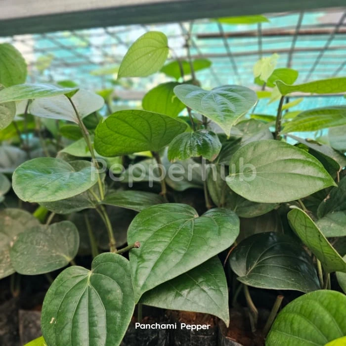 IISR Panchami Black Pepper (Pack of 10) - Image 3