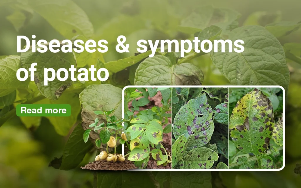 diseasesandsymptoms of potato