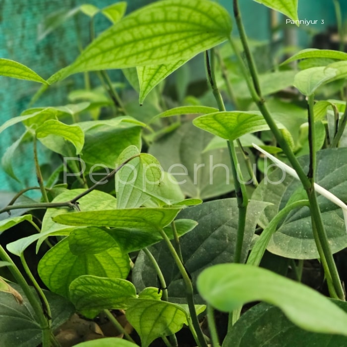 Karimunda + Panniyur 3 Plants (Pack of 5+5) - Image 2