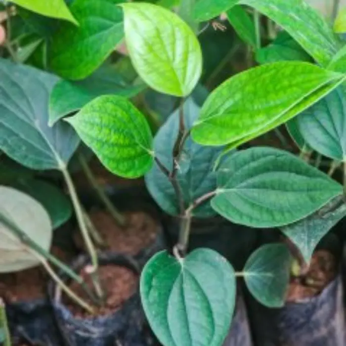 IISR Panchami + IISR Sreekara Black Pepper Plants (Pack of 5+5) - Image 5