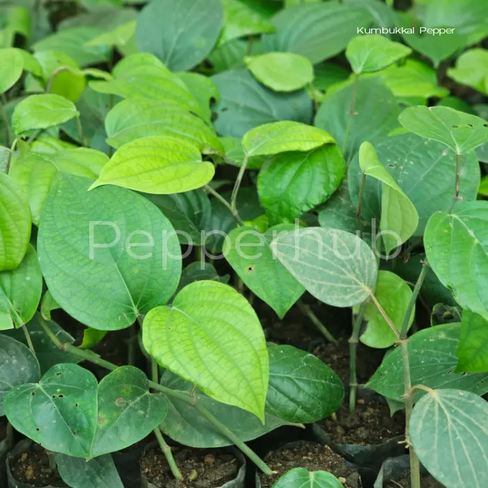 Kumbukkal + Vijay Plants (Pack of 5+5) - Image 2