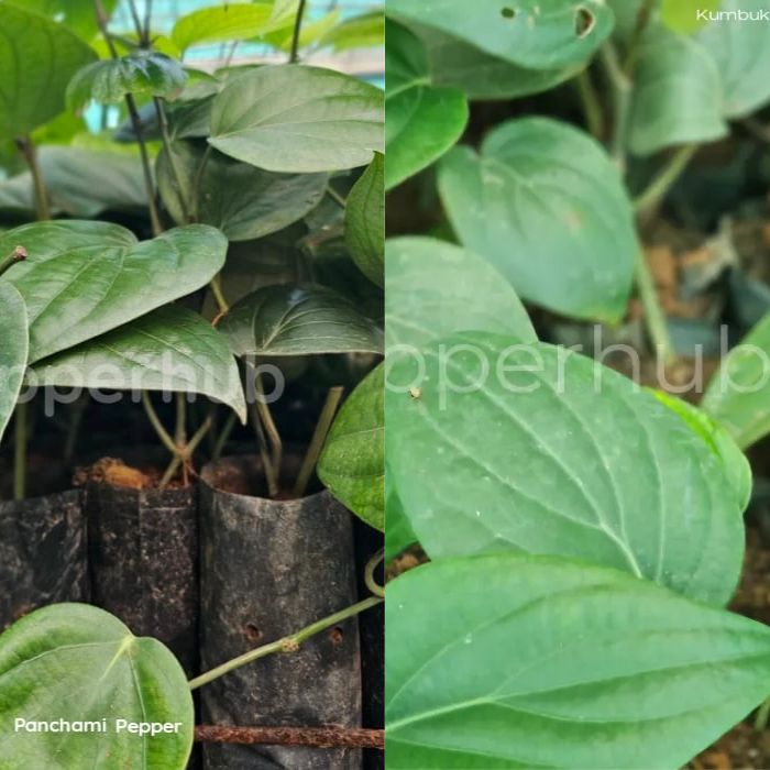 Kumbukkal +  IISR Panchami Pepper Plants (Pack of 5+5)