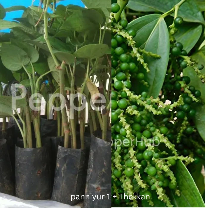 panniyur1_thekkan plants