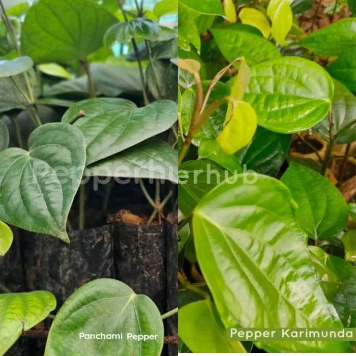 IISR Panchami +Karimunda Pepper Plants  (Pack of 5+5)