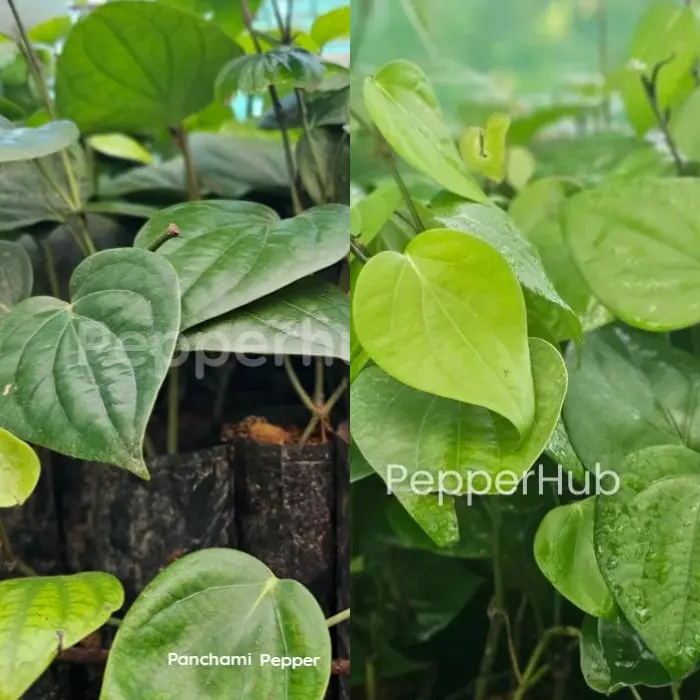 IISR Panchami +Panniyur 4 Pepper Plants (Pack of 5+5)