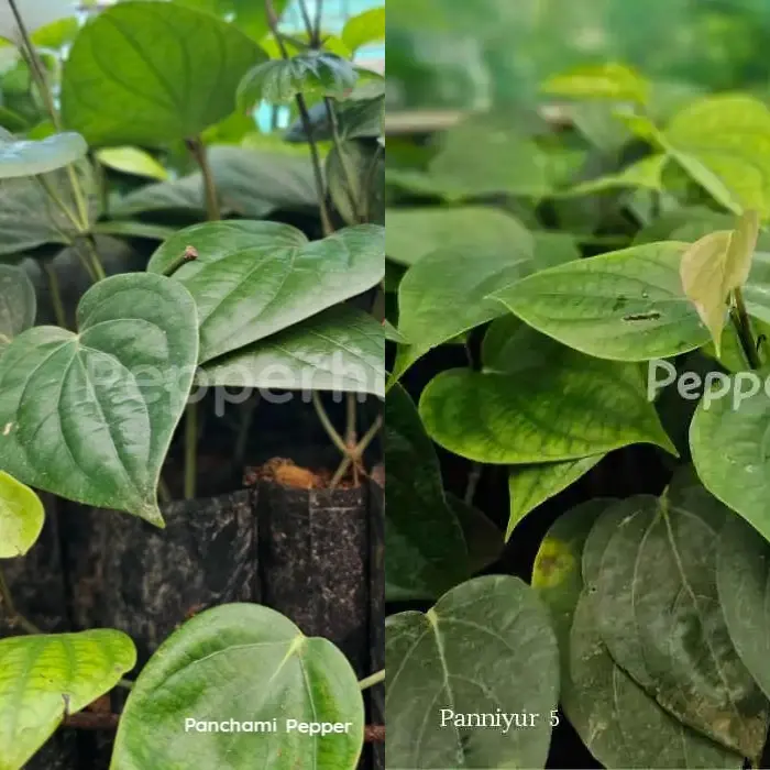 IISR Panchami +Panniyur 5 Pepper Plants (Pack of 5+5)
