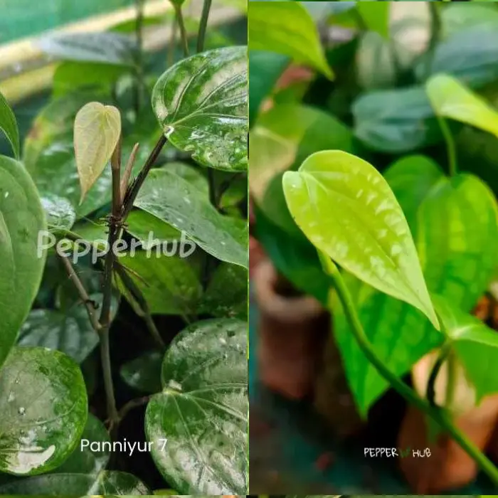 Thekkan 2 + Panniyur 6 Pepper Plants (Pack of 5+5)