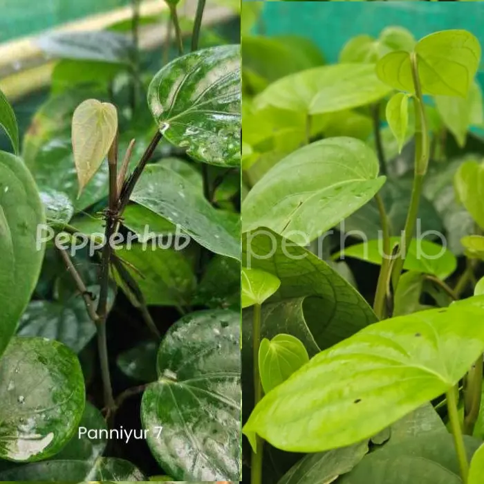 Thekkan 2 + Panniyur 7 Pepper Plants (Pack of 5+5)