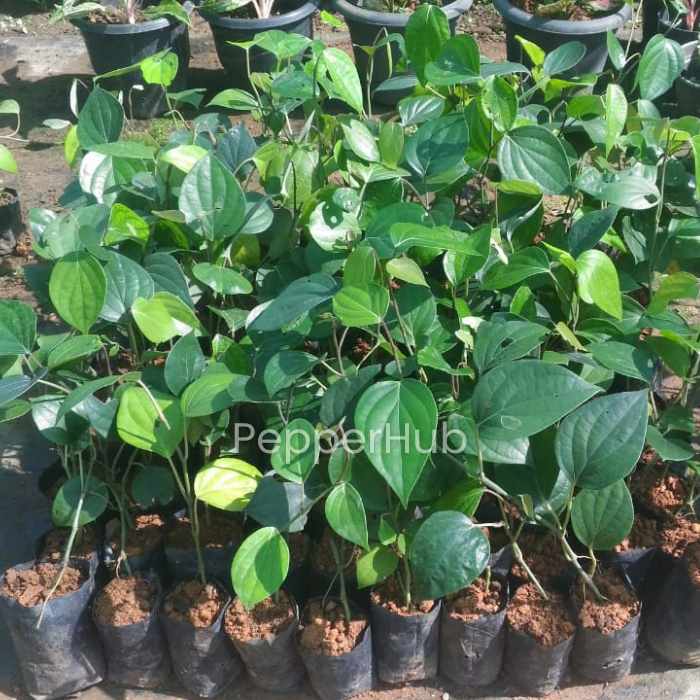 Kumbukkal + Pepper Thekkan Black Pepper Plants (Pack of 5 + 5) - Image 4