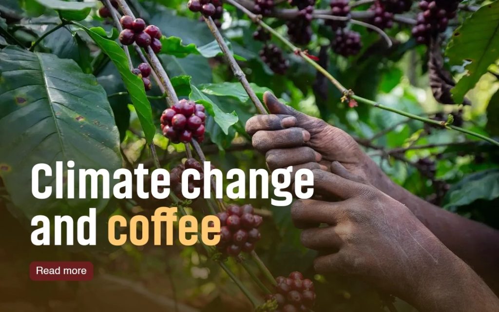 climate change and coffee
