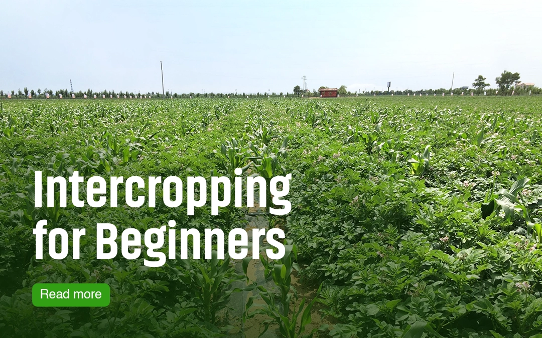 How to Start Intercropping: Step-by-Step