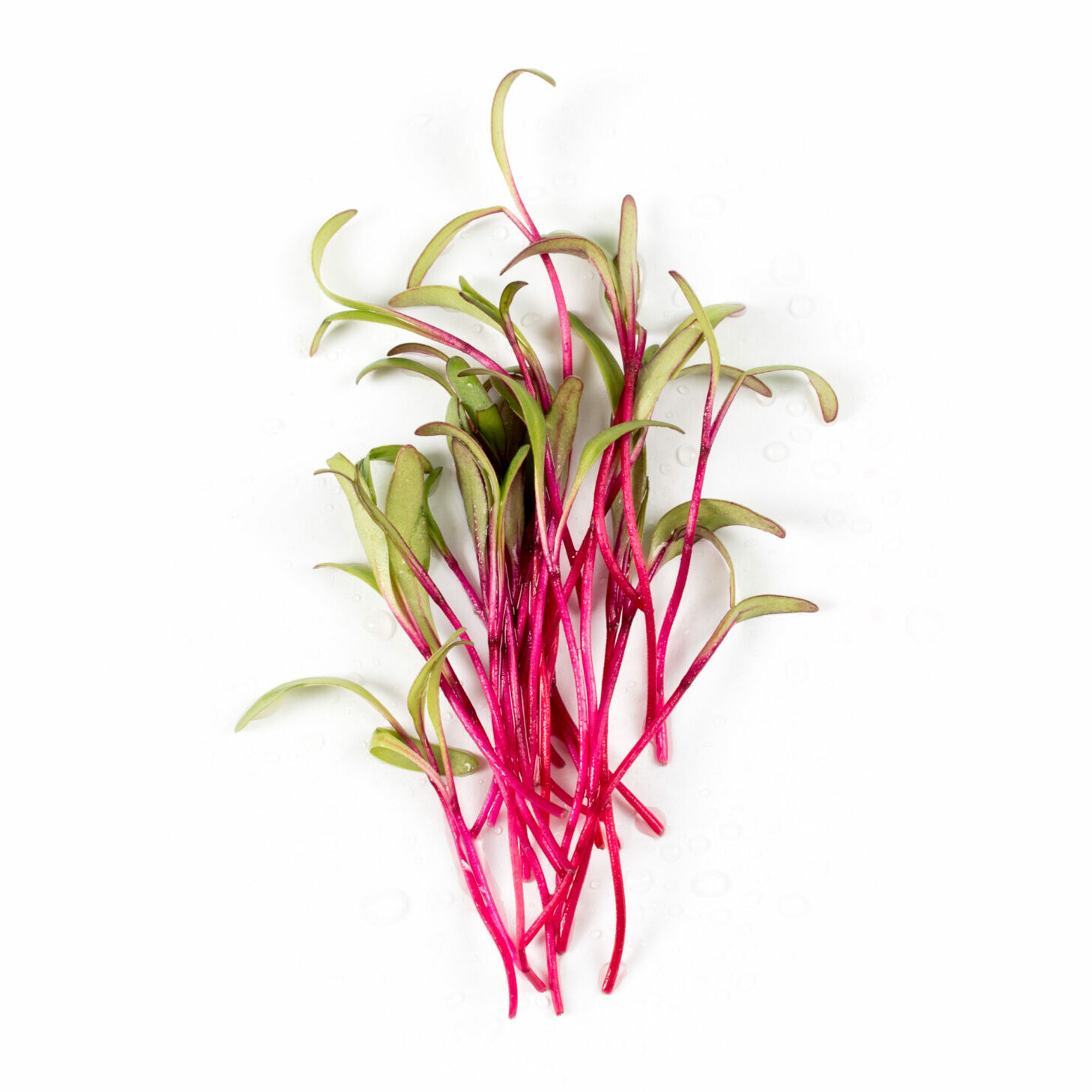 Beet Root Microgreen Seeds (Pack of 50gm)