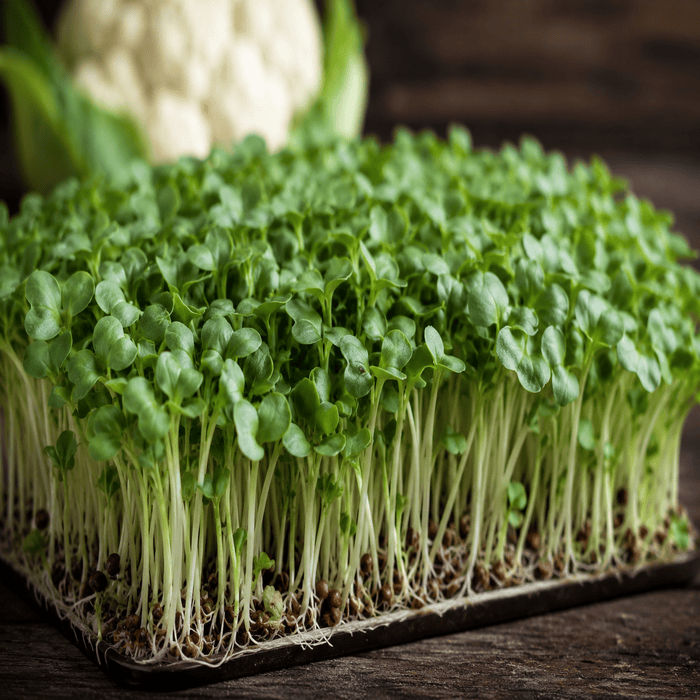 Cauliflower Microgreen Seed (Pack of 50gm) - Image 2