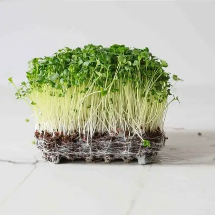 Broccoli Microgreen Seeds (Pack of 50gm)