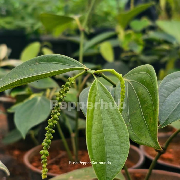 Bush Pepper Karimunda (Pack of 3)