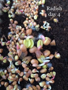 raddish microgreen seeds
