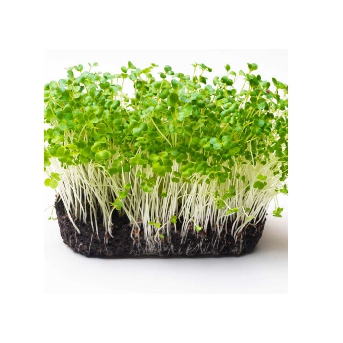 Pak choi Micro green Seeds 50g Pack