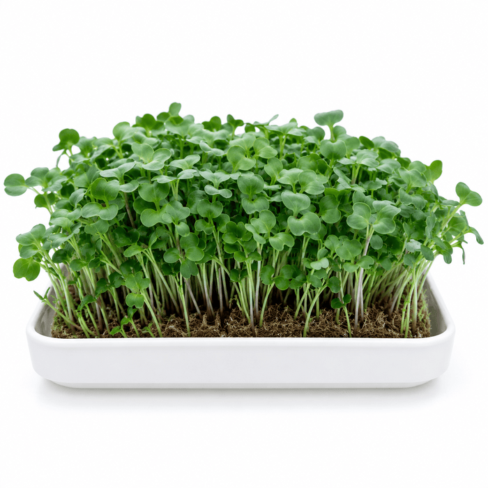 Cabbage Red Microgreen Seeds 50g Pack - Image 2