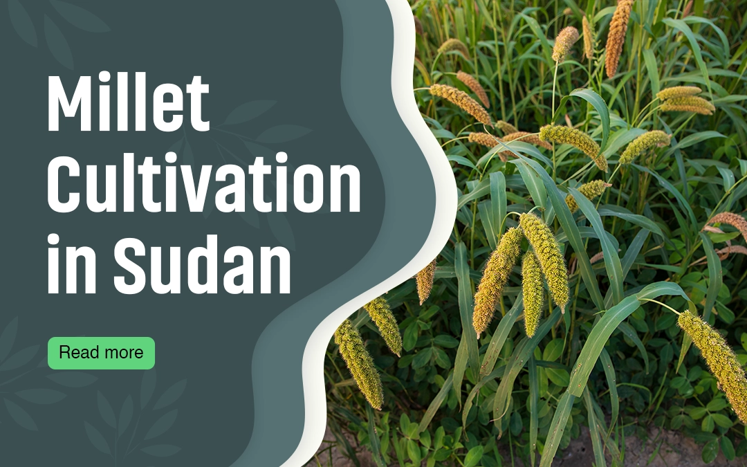 Millet Cultivation in Sudan