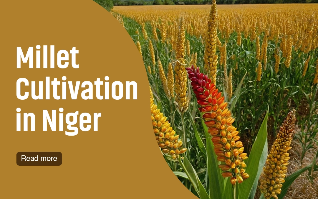 Millet Cultivation in Niger – Millet Varieties and Cultivation