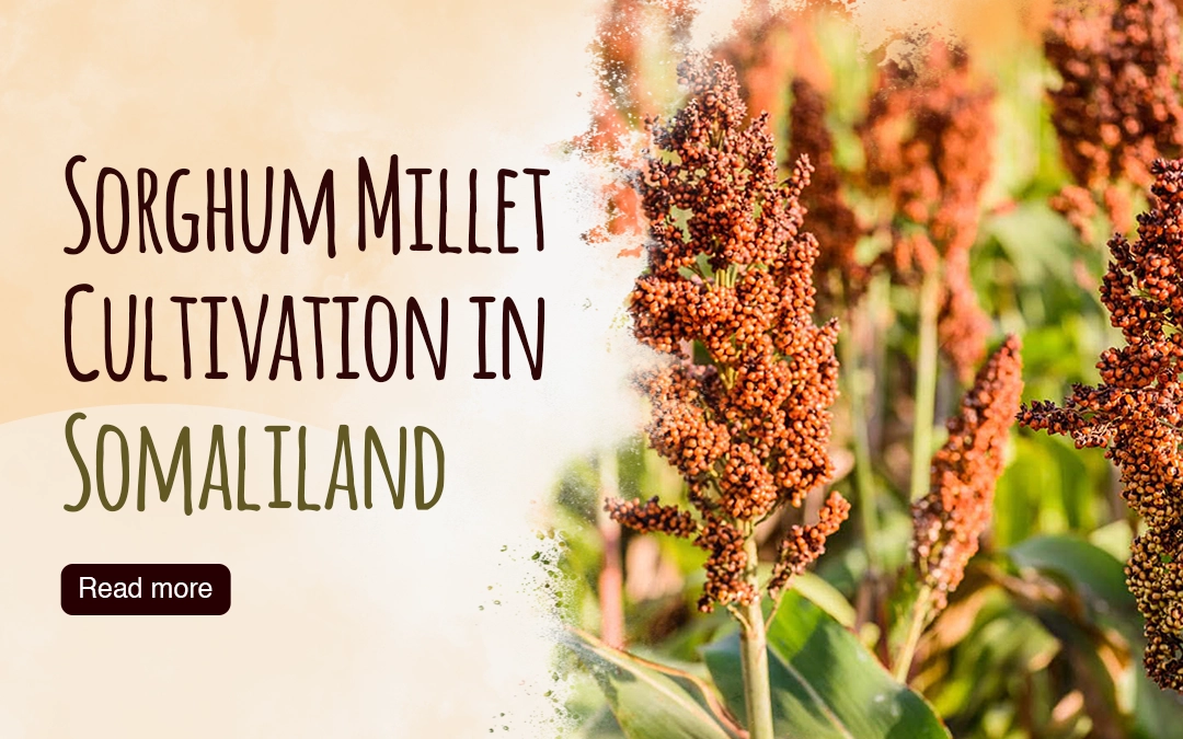 Sorghum Millet Cultivation in Somaliland: A Staple for Food Security