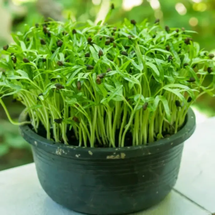 Spinach Microgreen Seeds 50g Pack