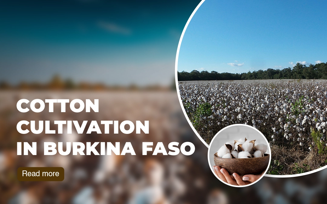 Cotton cultivation in Burkina Faso