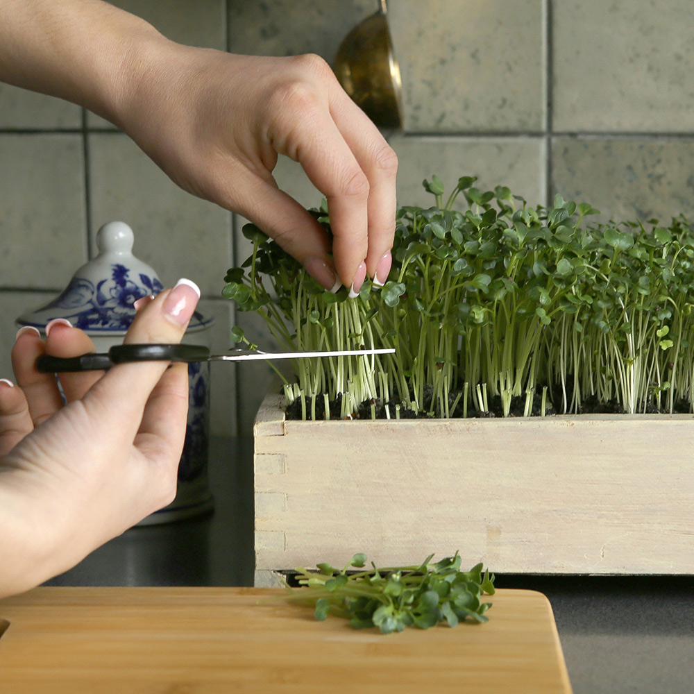 microgreen harvasting