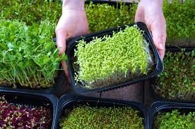 How to grow microgreens 