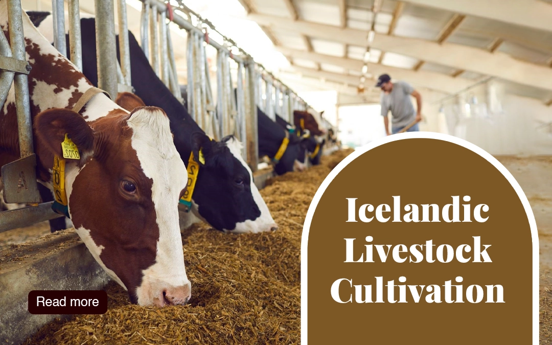 Icelandic Livestock Cultivation