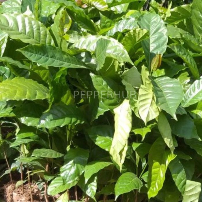 Dwarf Robusta Coffee Plants (Pack of 10)